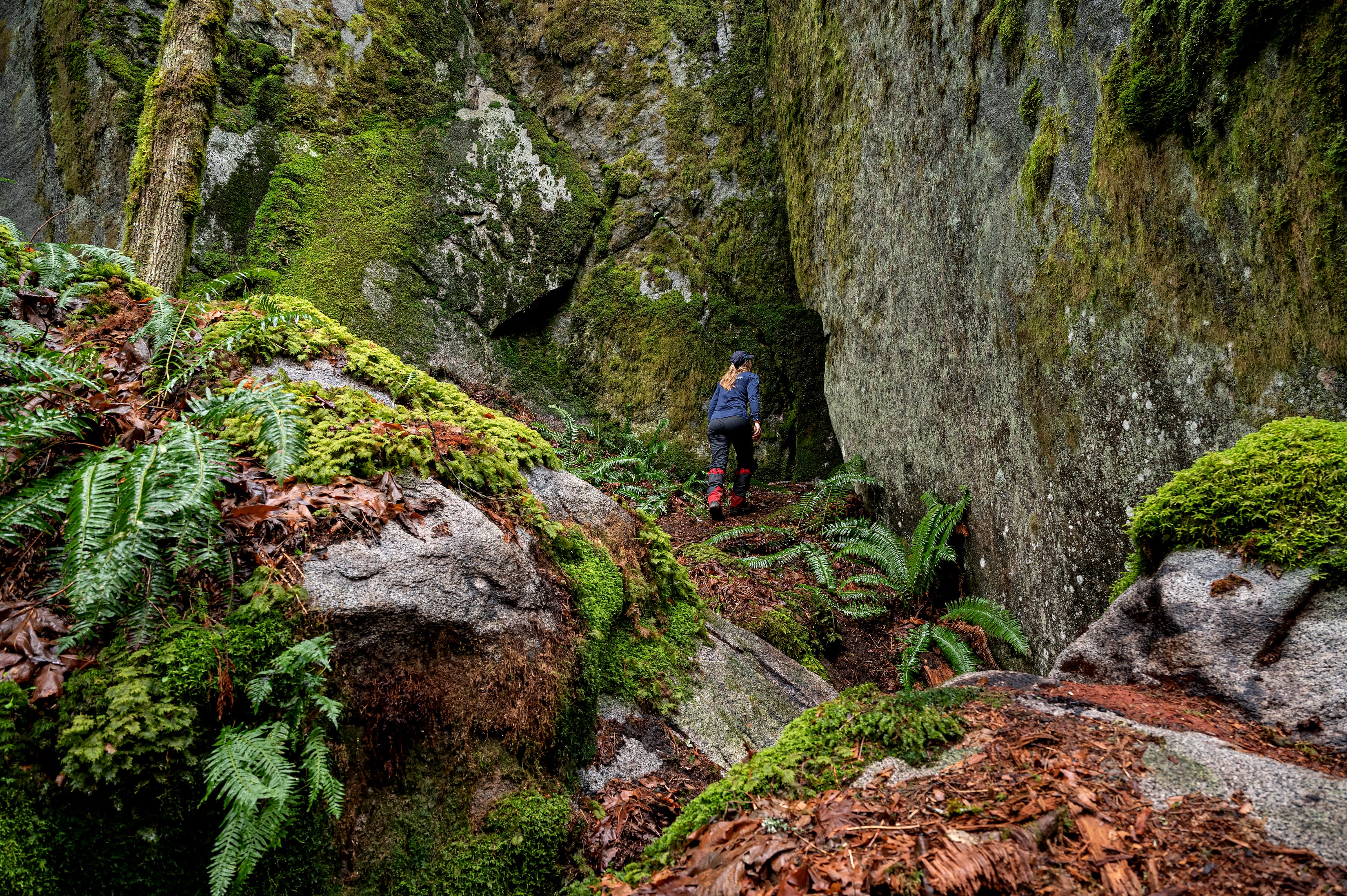 Woman walks a trail in the forest with large rocks covered with moss and ferns. 
