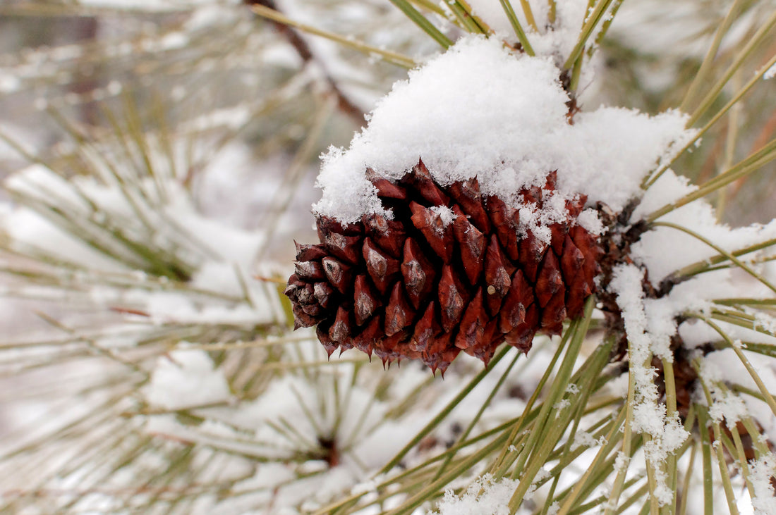 Winter in Lytton